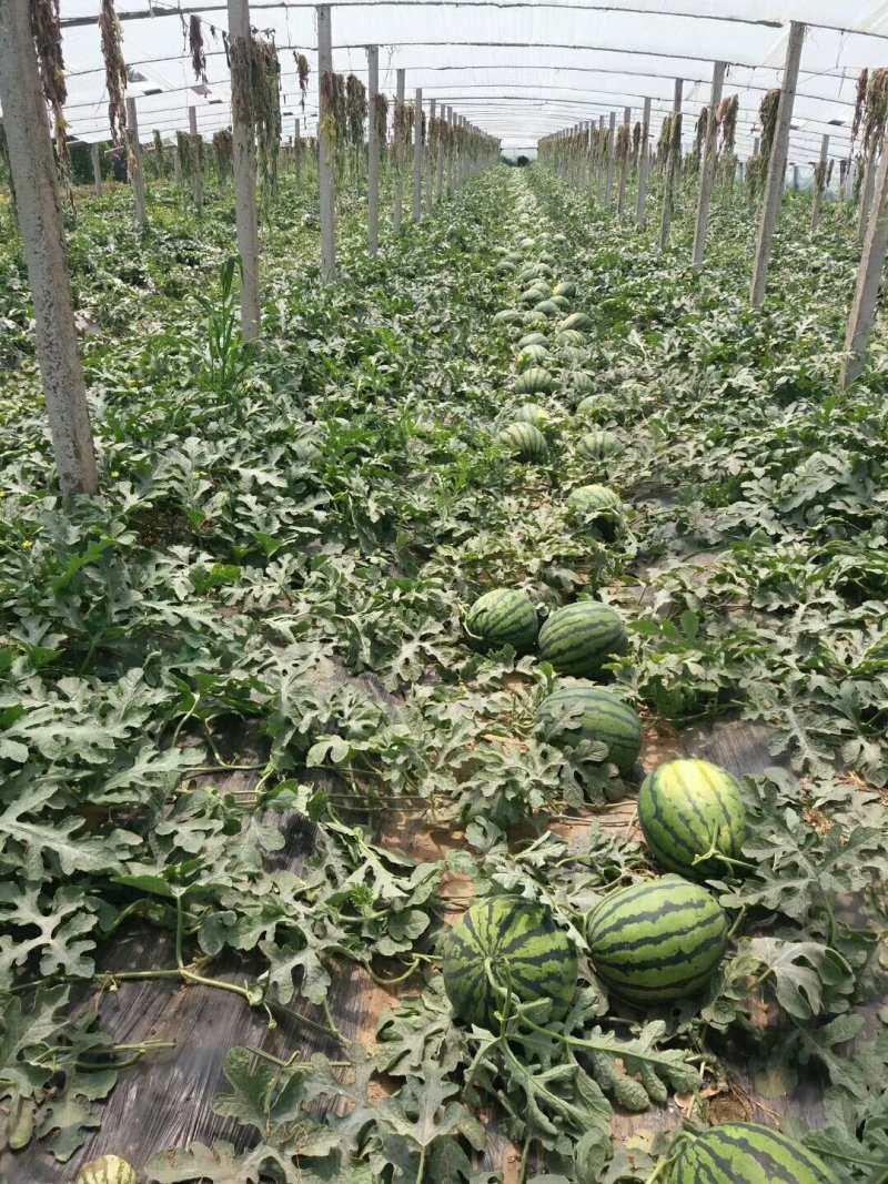保定清苑西瓜基地，主产甜王，京欣西瓜