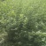 迎春花苗工程苗，也可植于庭院作花墙或绿篱，或做盆景。