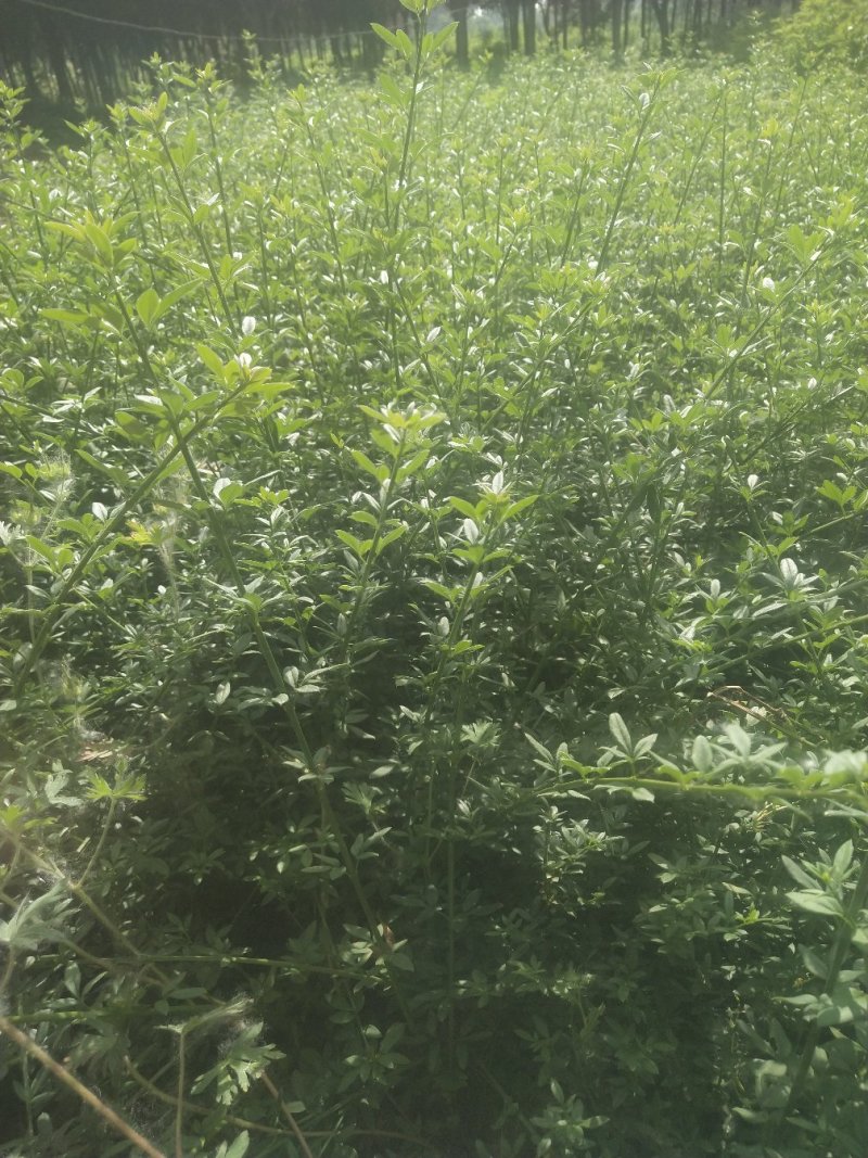 迎春花苗工程苗，也可植于庭院作花墙或绿篱，或做盆景。