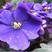 紫罗兰种子花卉绿化种子庭院公园均可种植