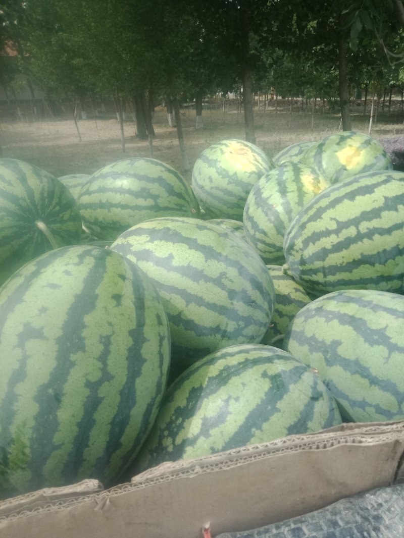 甜王西瓜大量上市上市中一级货源保熟保甜