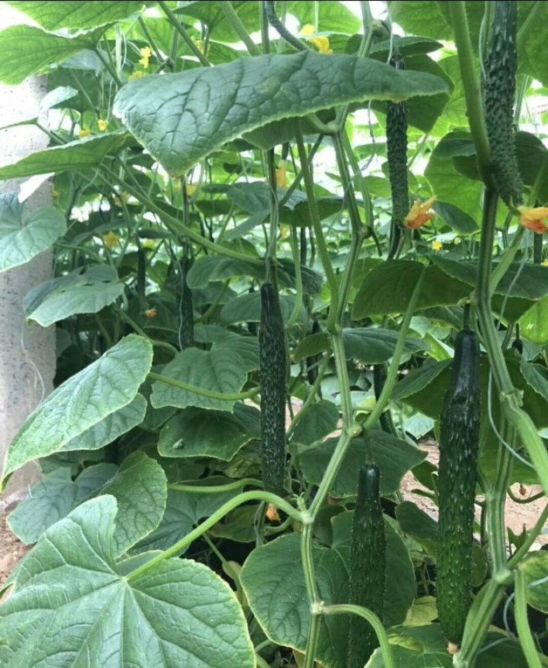 黄瓜苗瑞克斯旺922乾德全雌油量黄瓜抗病强产量高