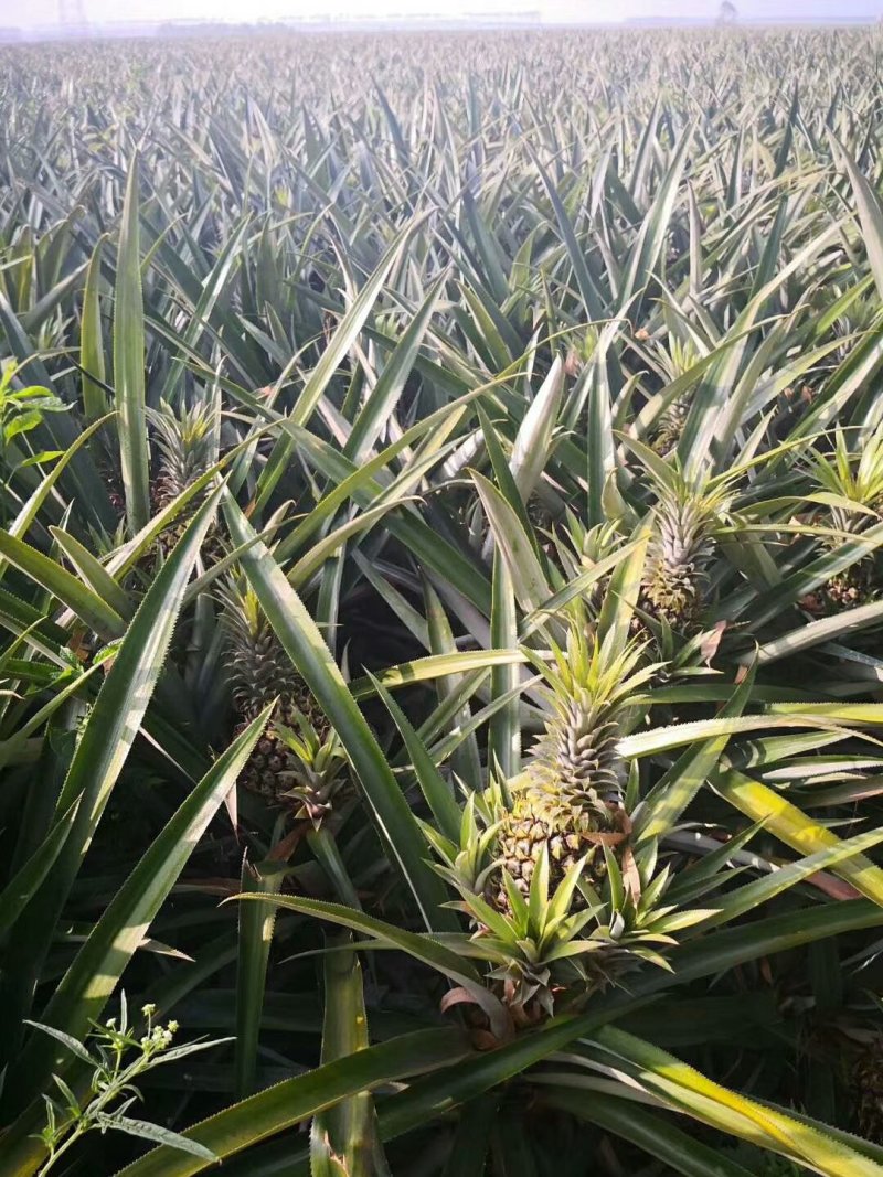 广西地菠萝苗有根好种易活