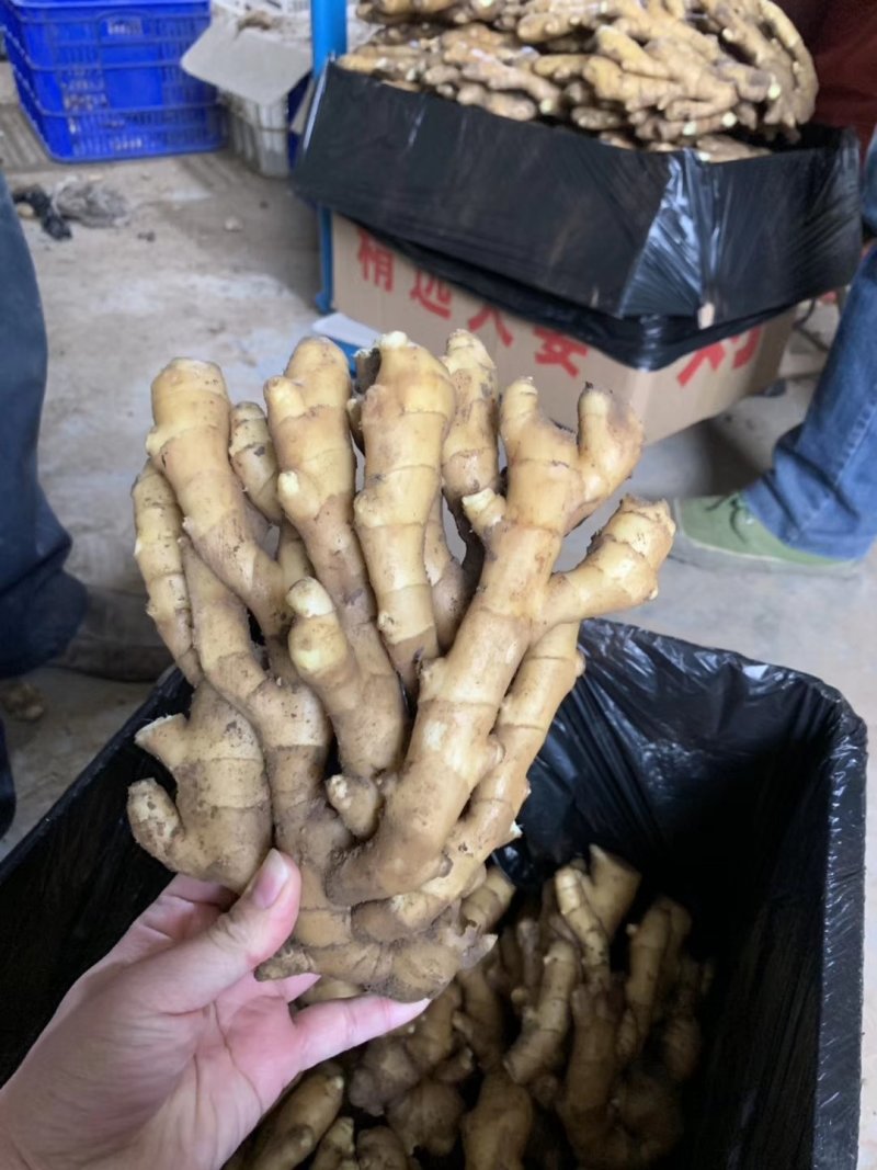 优质小黄姜山东生姜基地直供全国发货欢迎选购