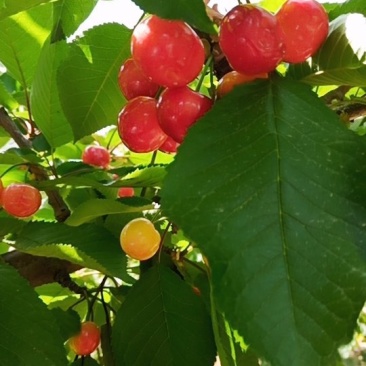 🍒🍒最好的樱桃不在市场更不在超市而是在你下单时它还挂