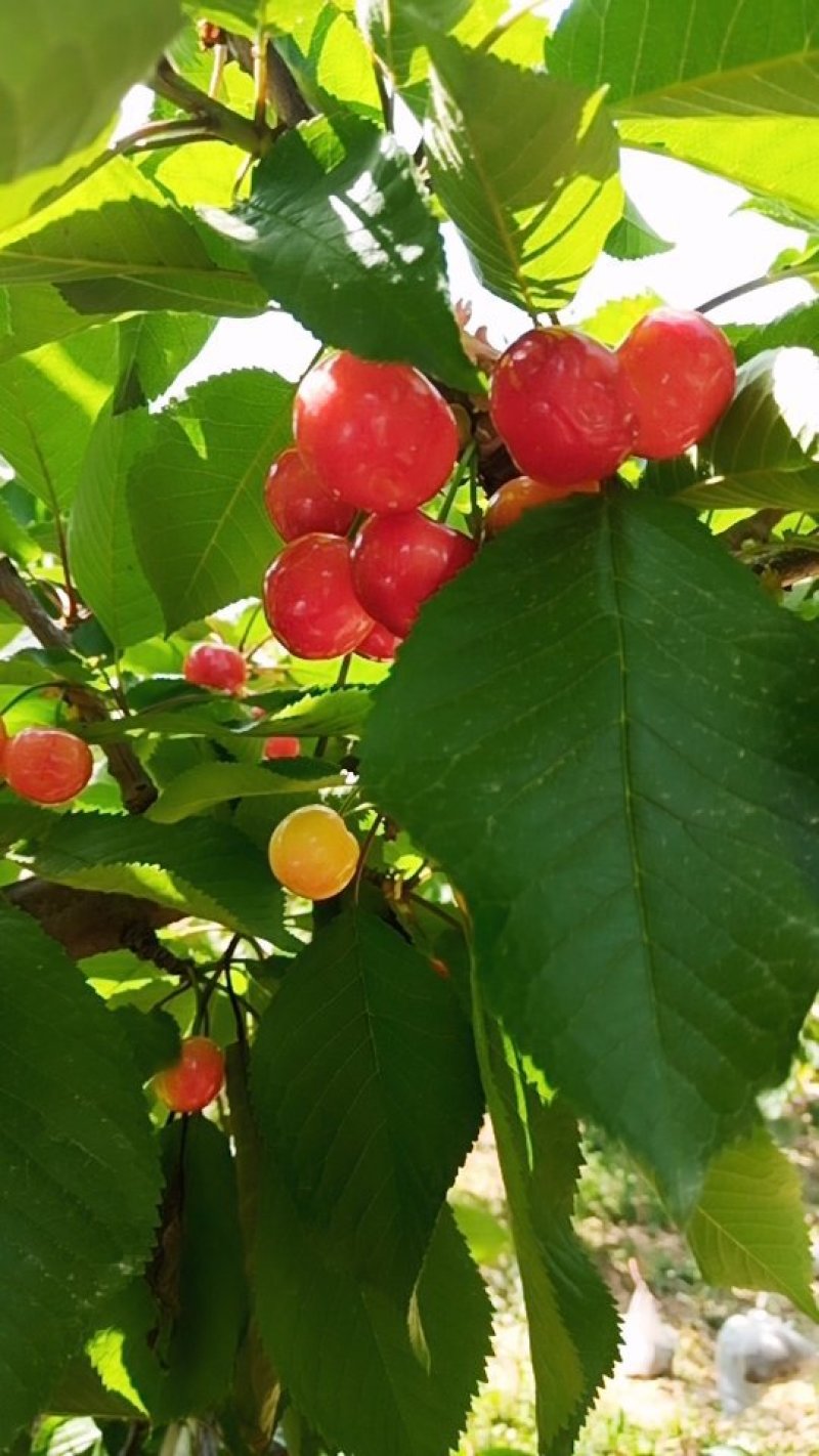 🍒🍒最好的樱桃不在市场更不在超市而是在你下单时它还挂