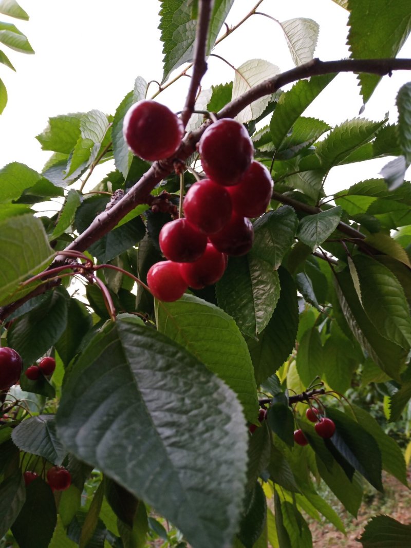 🍒🍒最好的樱桃不在市场更不在超市而是在你下单时它还挂