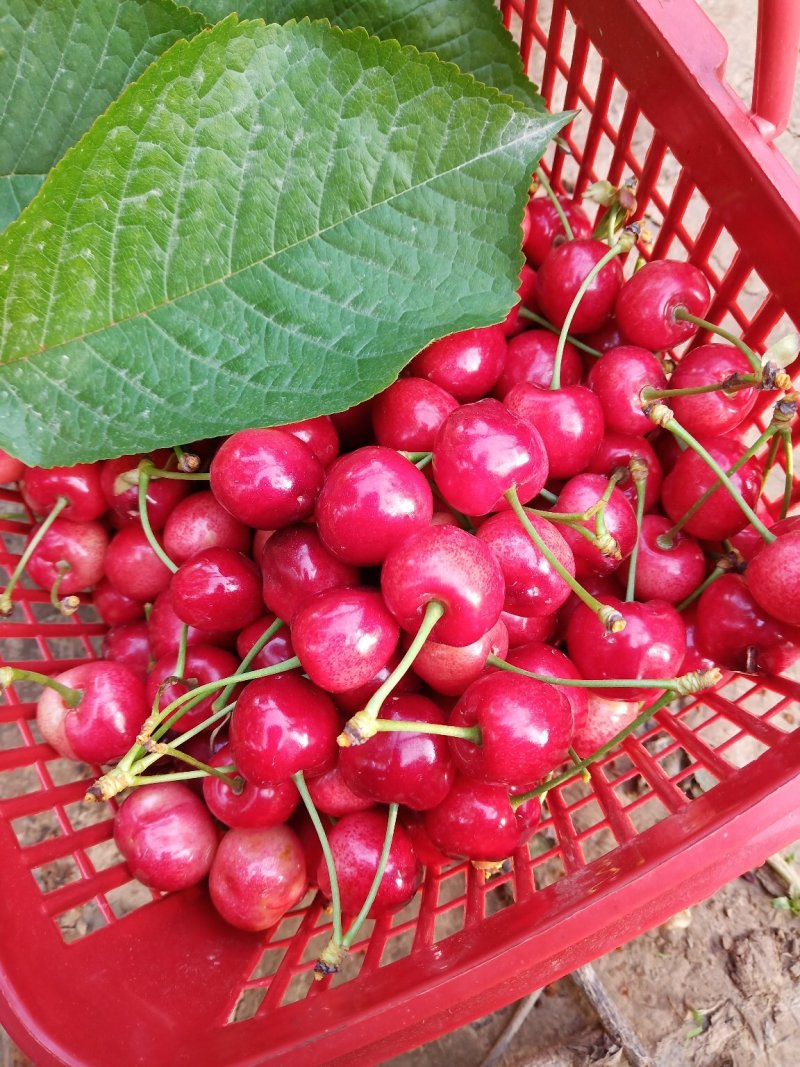 🍒🍒最好的樱桃不在市场更不在超市而是在你下单时它还挂