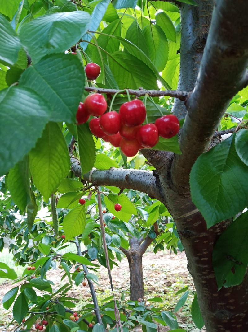 🍒🍒最好的樱桃不在市场更不在超市而是在你下单时它还挂