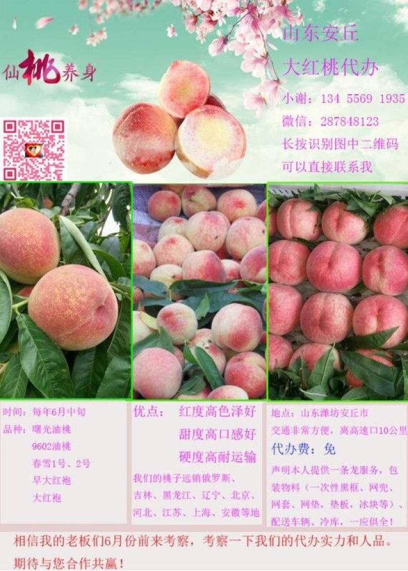 大樱桃