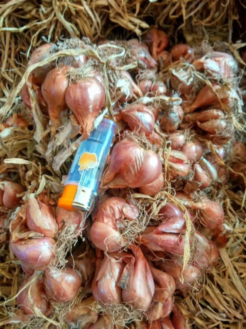 红葱头、大红葱、、食用炸油香味浓
