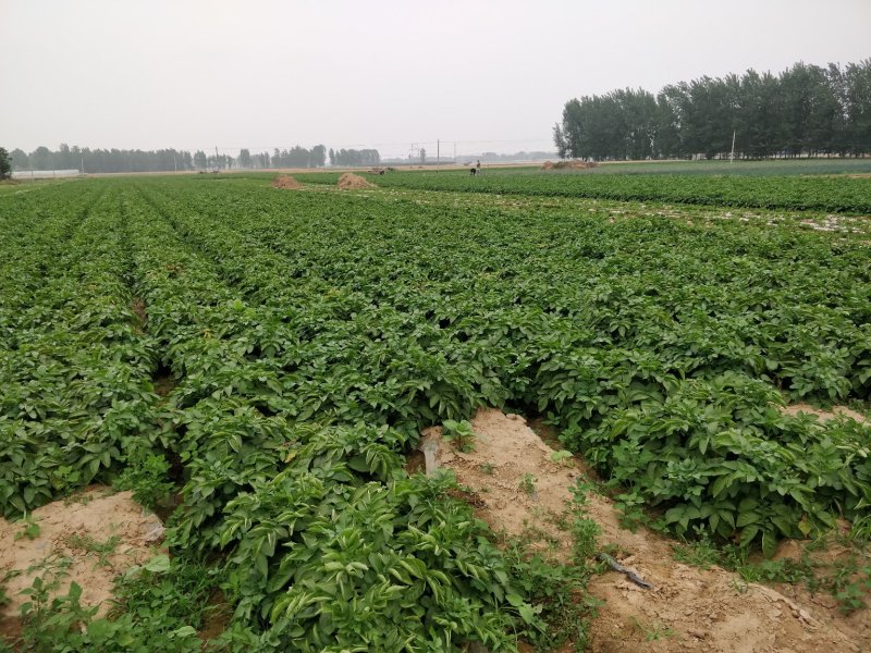 土豆早大白