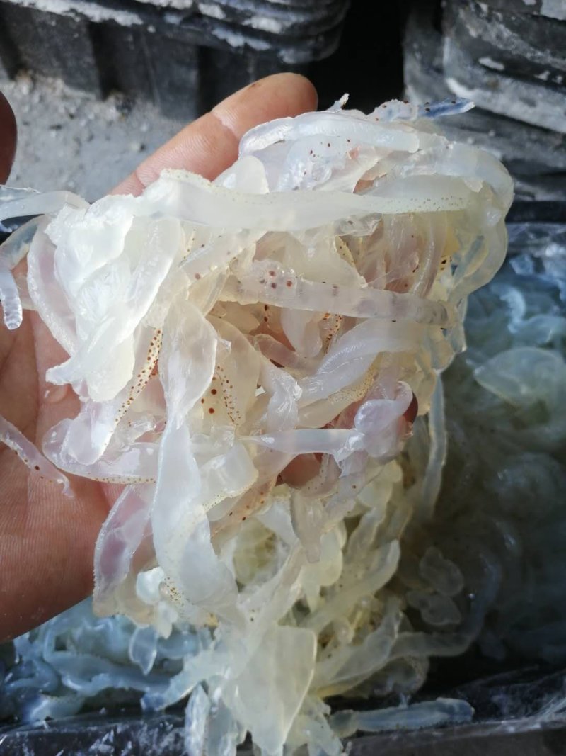 海蛰～海蜇丝～花海蜇丝～花海蛰皮