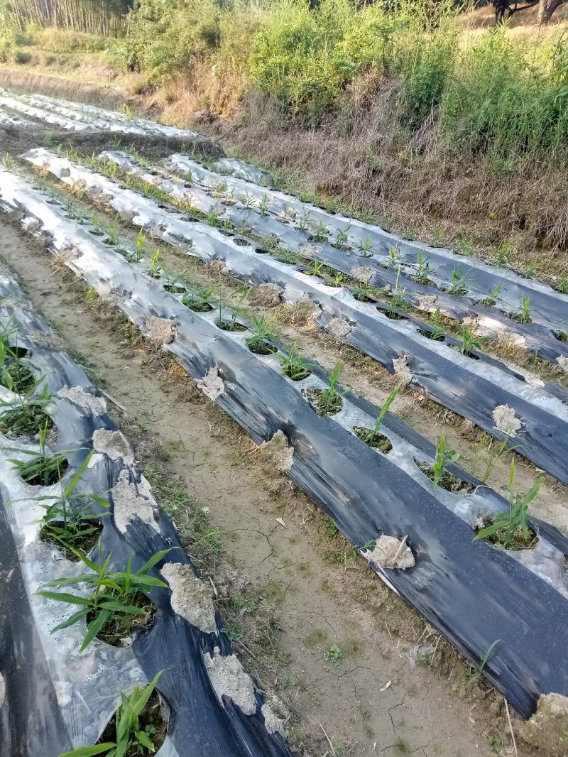 小黄姜2021窖庫出库