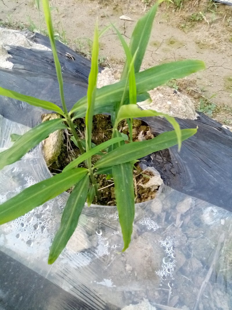 小黄姜2021窖庫出库