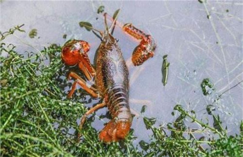 淡水自养自消小龙虾肉质爆满