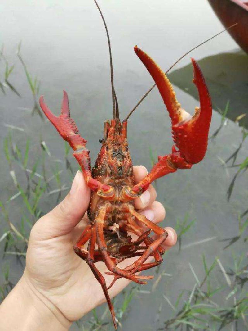 淡水自养自消小龙虾肉质爆满