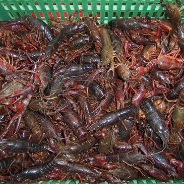 淡水自养自消小龙虾肉质爆满