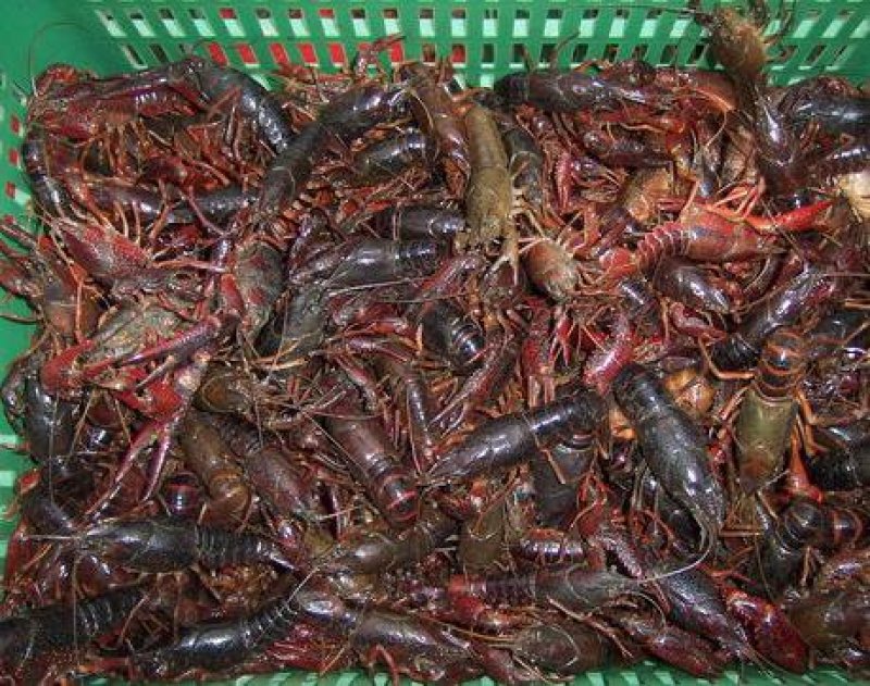 淡水自养自消小龙虾肉质爆满