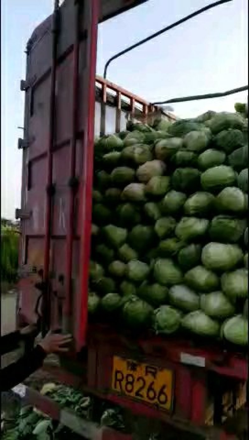 扁包奥奇，个头均匀精品产地直销！提供场地