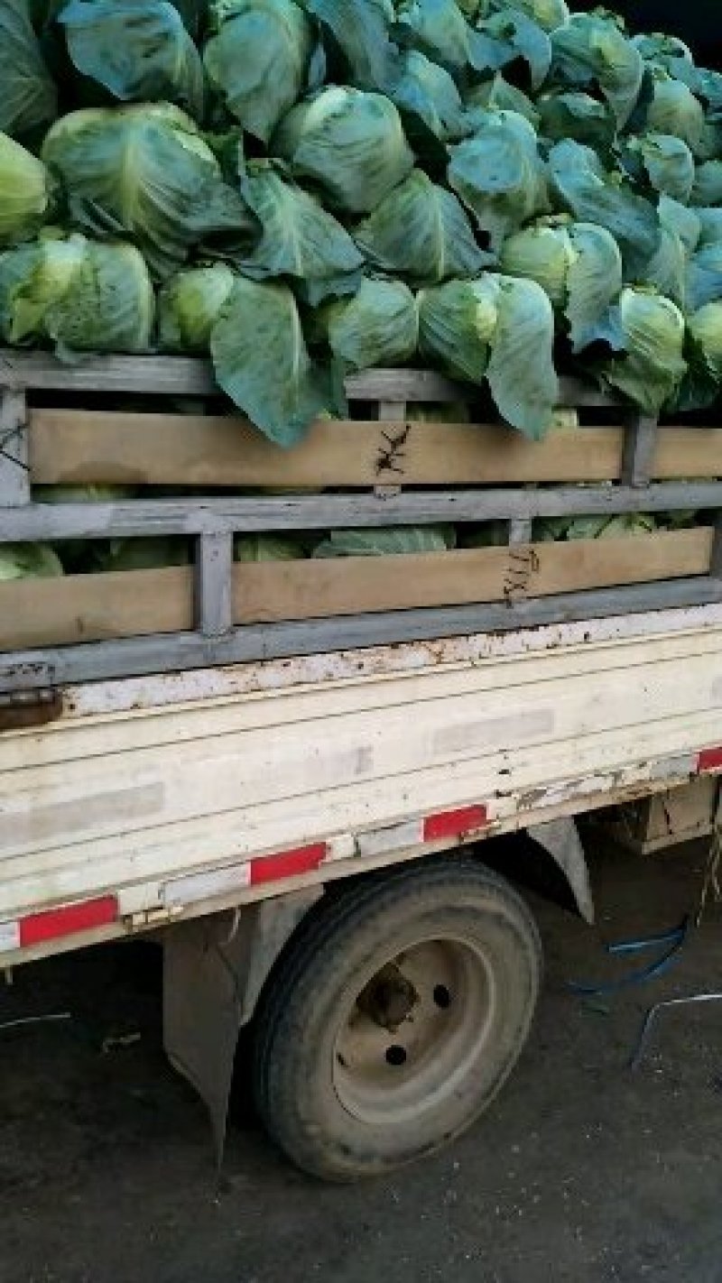 扁包奥奇，个头均匀精品产地直销！提供场地