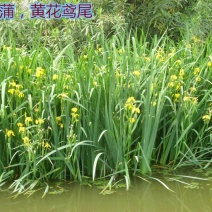 批发出售黄昌蒲黄花鸢尾花苗