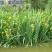 批发出售黄昌蒲黄花鸢尾花苗