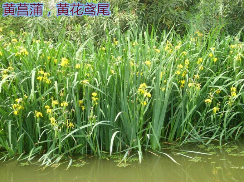 批发出售黄昌蒲黄花鸢尾花苗