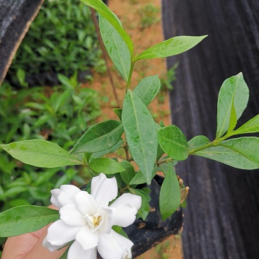 漳州市绿化苗木小叶栀子花