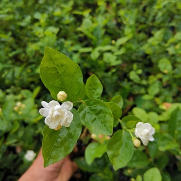 漳州市绿化苗木茉莉花