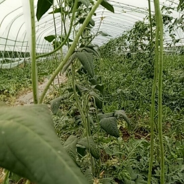 豆角