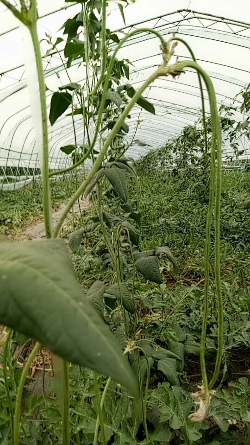 豆角