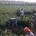 优质长林系列高产嫁接油茶苗25公分到七十公分可开签证