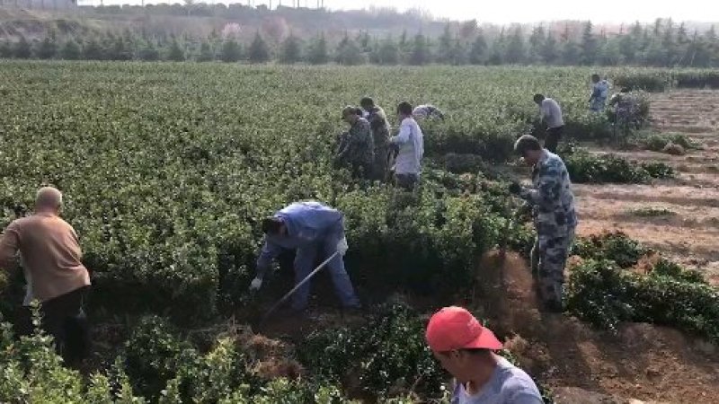 优质长林系列高产嫁接油茶苗25公分到七十公分可开签证