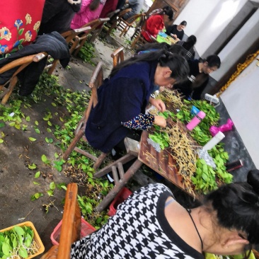 优质长林系列高产嫁接油茶苗25公分到七十公分可开签证