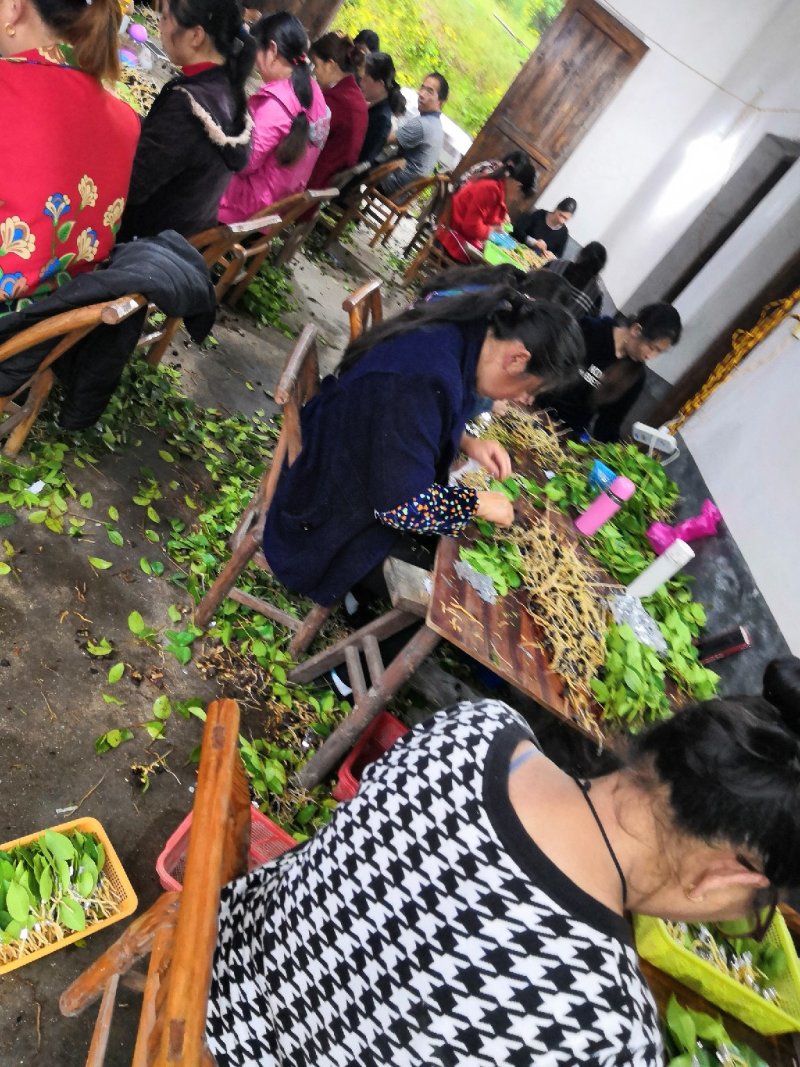 优质长林系列高产嫁接油茶苗25公分到七十公分可开签证