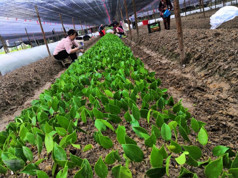 优质长林系列高产嫁接油茶苗25公分到七十公分可开签证