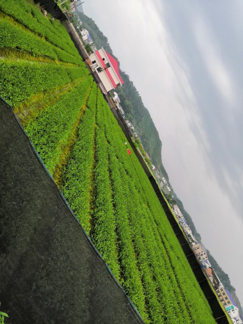 优质长林系列高产嫁接油茶苗25公分到七十公分可开签证