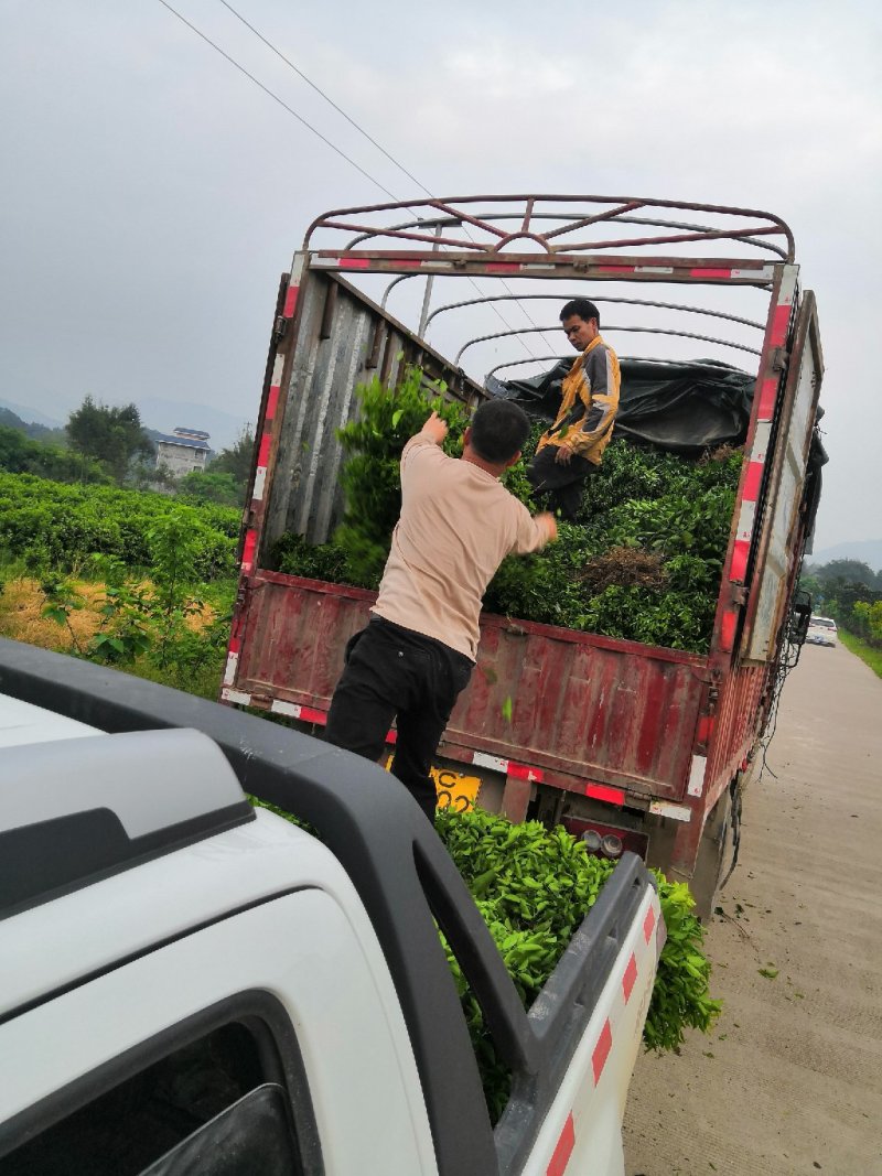优质长林系列高产嫁接油茶苗25公分到七十公分可开签证