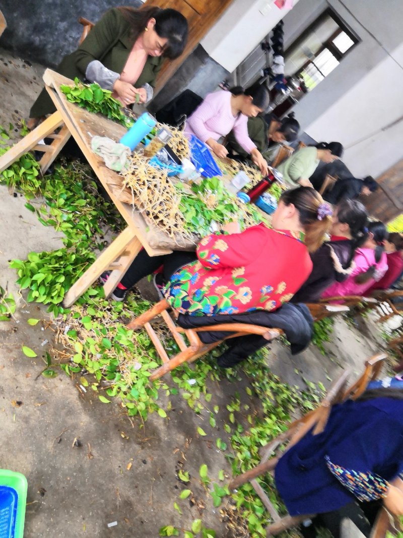 优质长林系列高产嫁接油茶苗25公分到七十公分可开签证