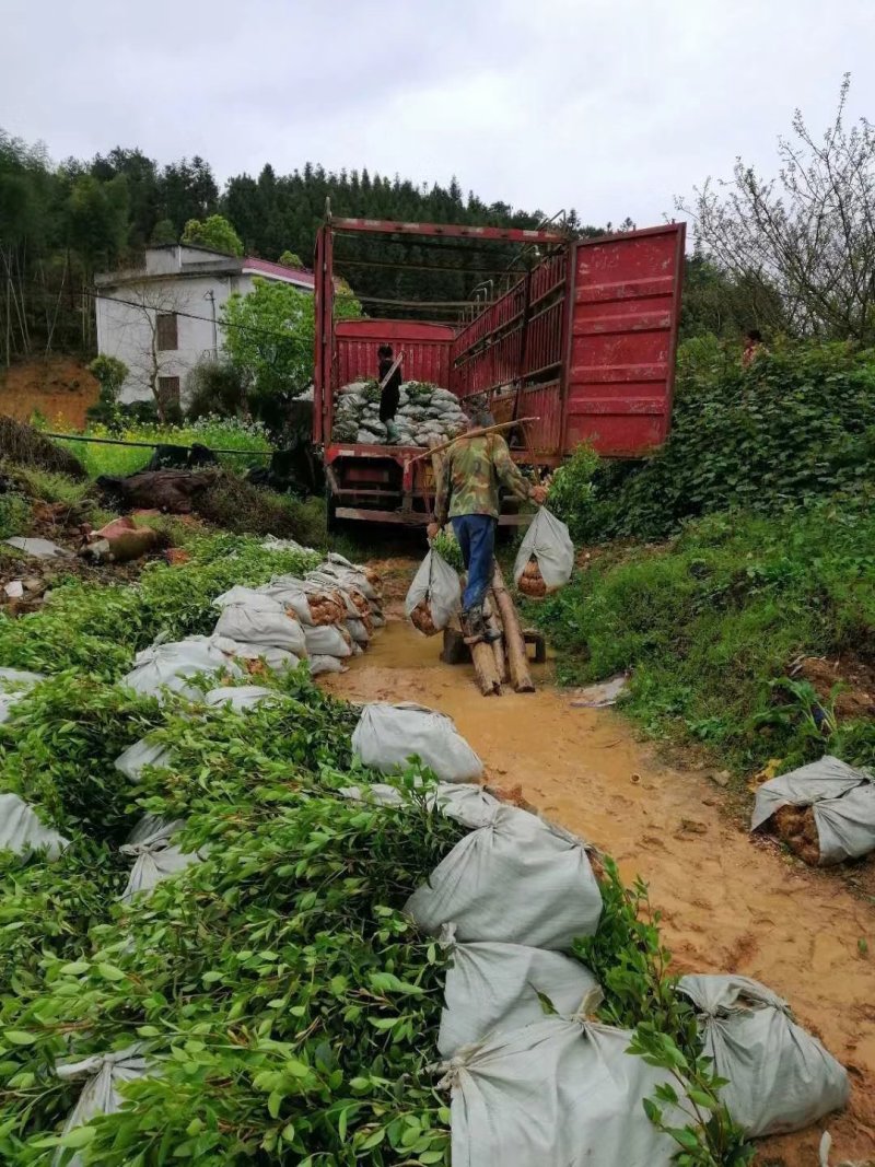 优质长林系列高产嫁接油茶苗25公分到七十公分可开签证