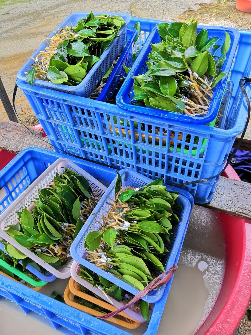 优质长林系列高产嫁接油茶苗25公分到七十公分可开签证