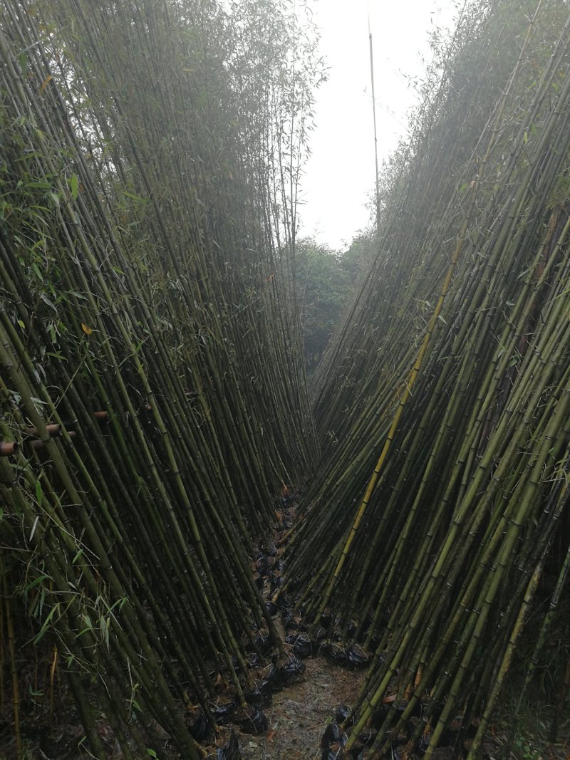 金竹，黑竹