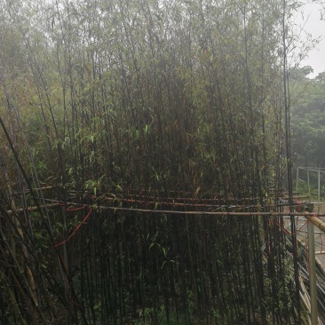 金竹，黑竹