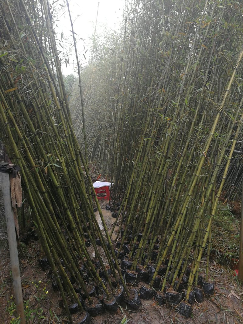 金竹，黑竹