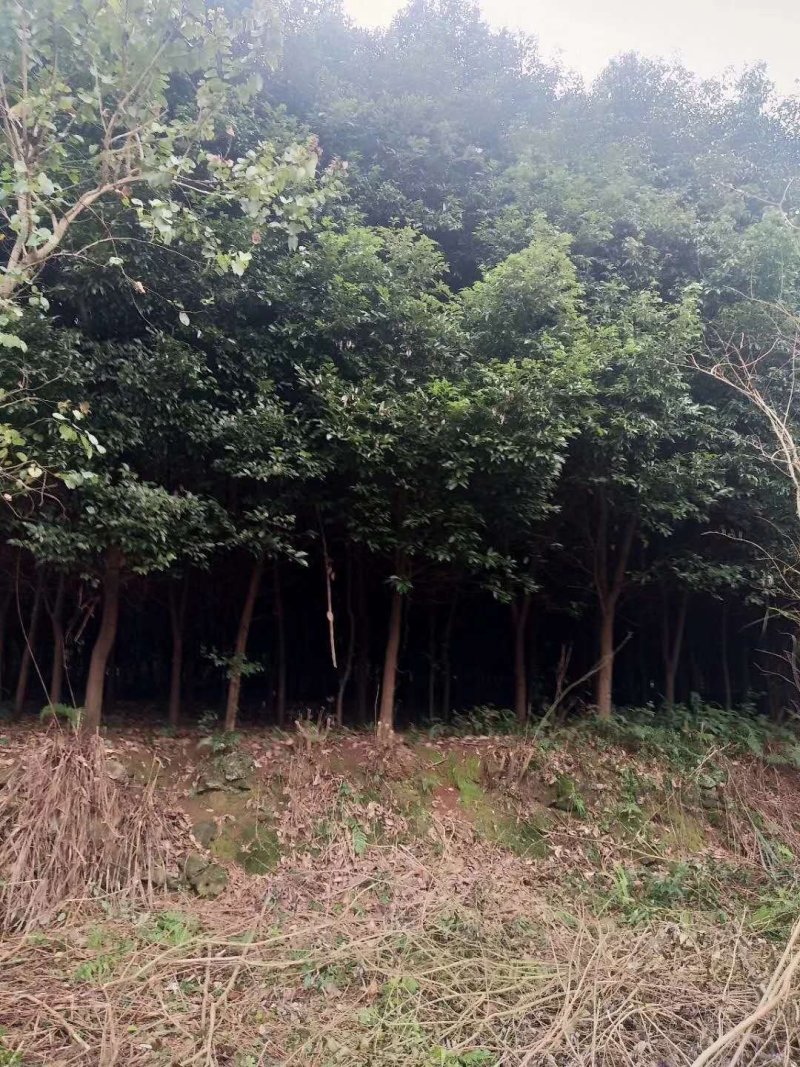 天竺桂
