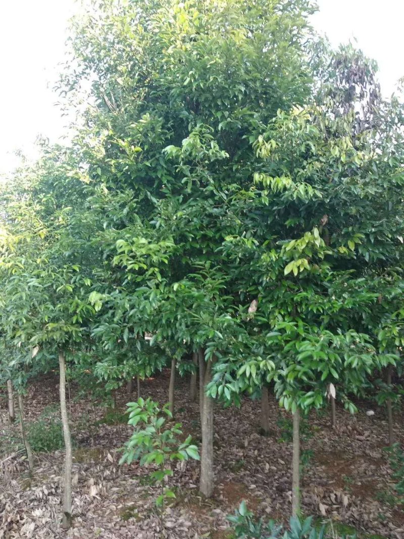 天竺桂