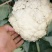 菜花2-3斤适中乳白。随到随装