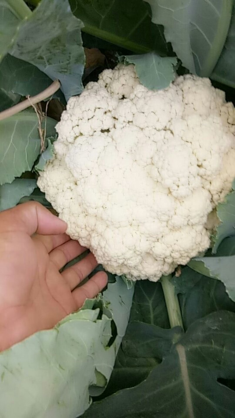 菜花2-3斤适中乳白。随到随装