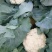 菜花2-3斤适中乳白。随到随装